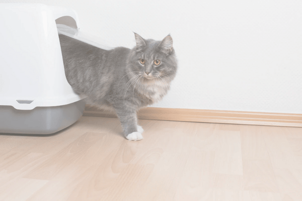 HOW TO STOP CAT LITTER TRACKING – Natusan