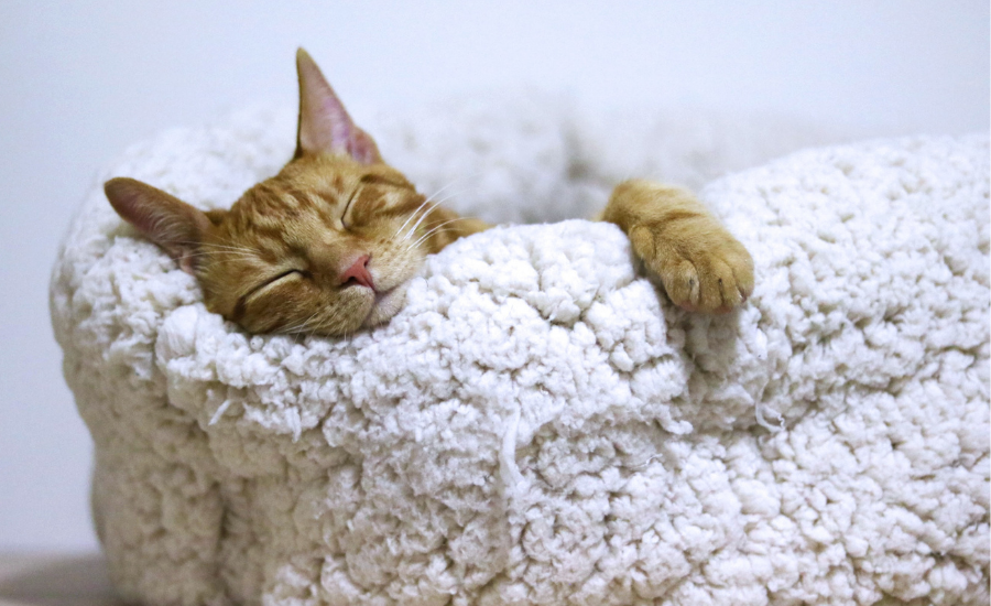 Why do cats sleep so much?