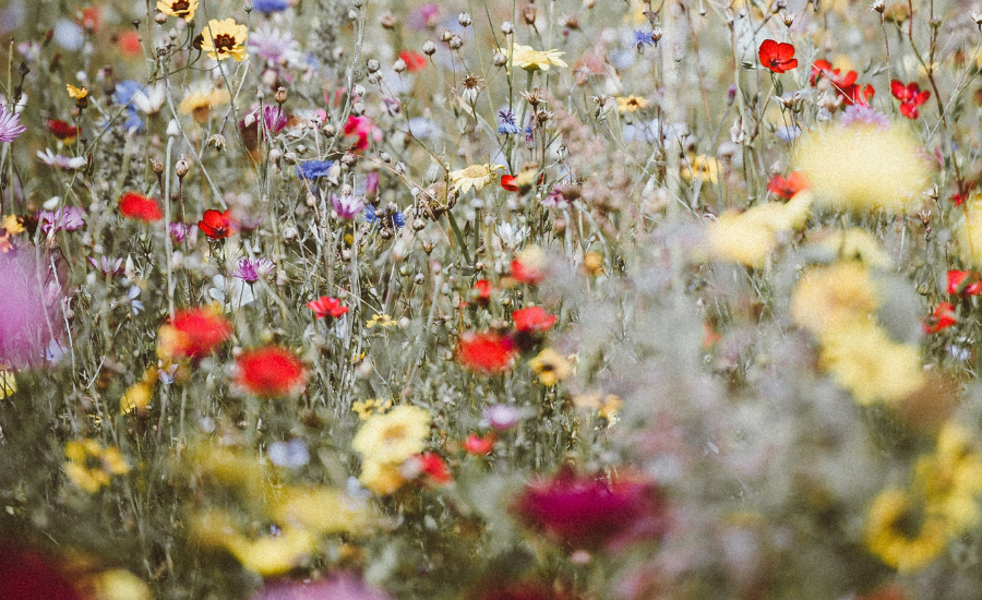Ecologi update: Wildflower meadow creation in Scotland