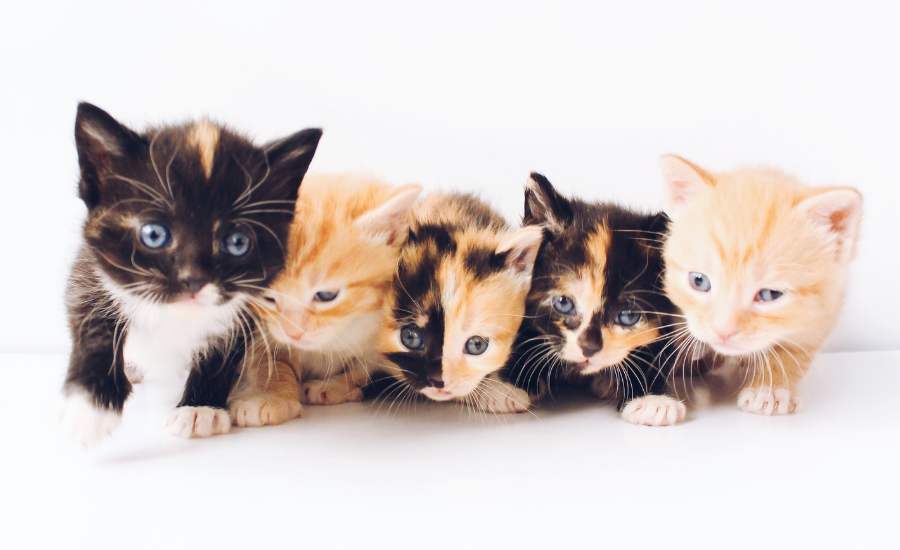 Kitten Development Stages: When Is A Kitten Fully Grown?