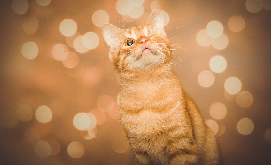 Charity Gifts for Cat Lovers This Christmas