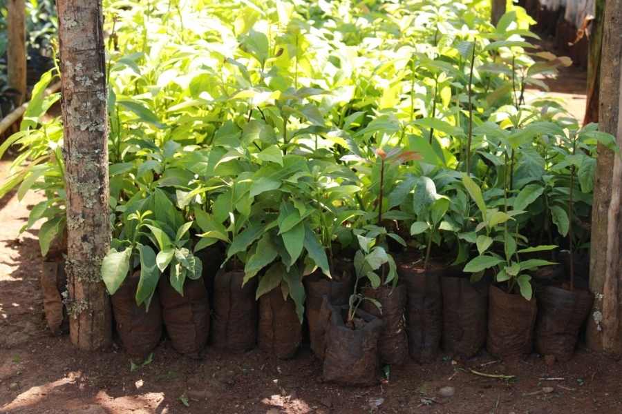 Regenerative agriculture and tree planting in Uganda