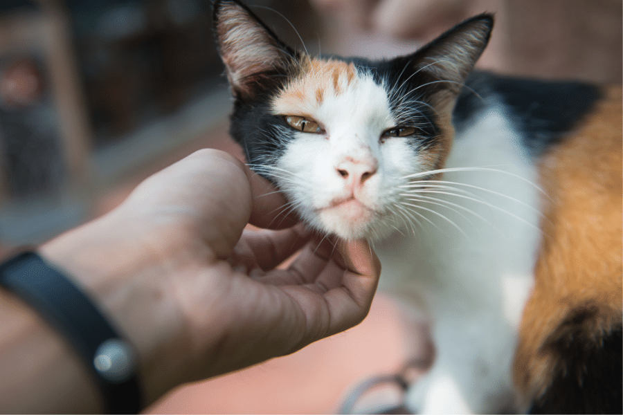 Keeping your cat calm with new people in the house