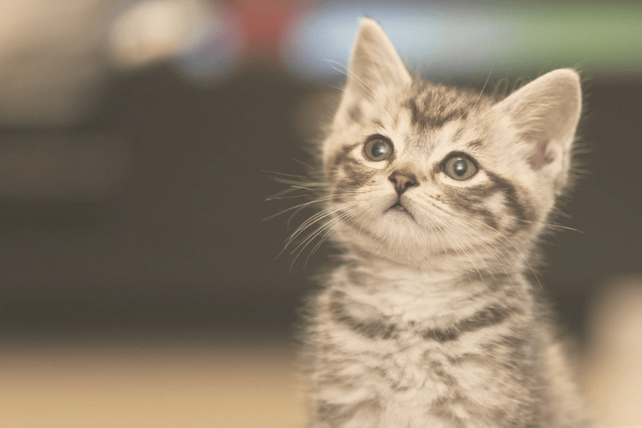 The Cat Guide: Kitten Checklist – Natusan