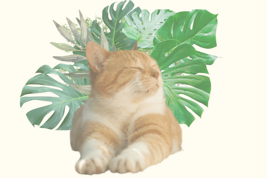 5 tips to improve your cat's environmental impact