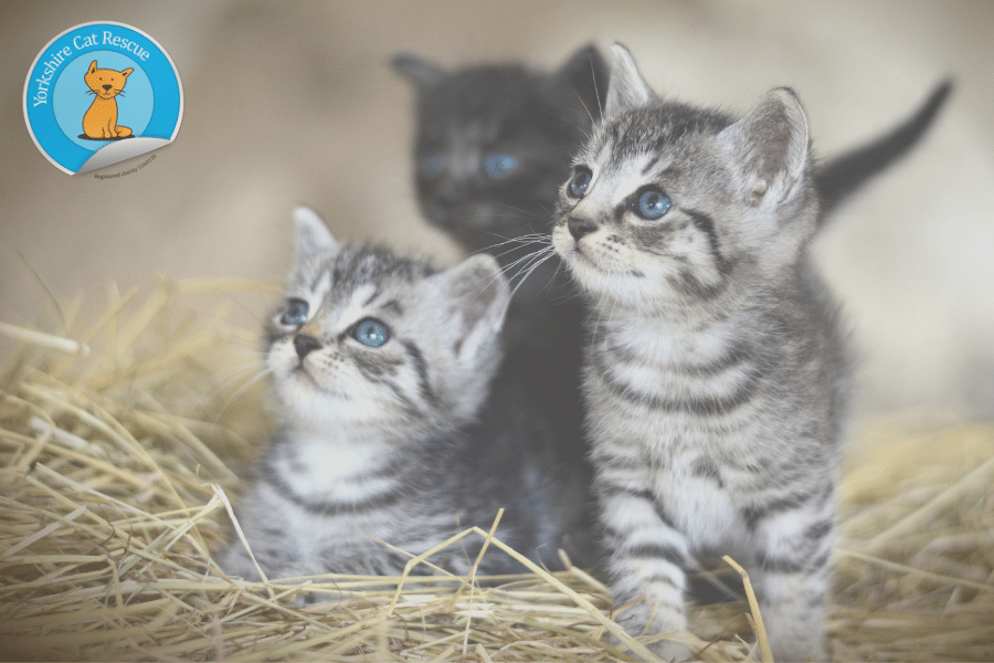 Our Partnership with Yorkshire Cat Rescue