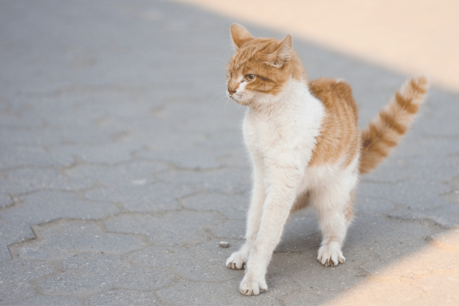 Understanding your cat's body language - The Cat Guide