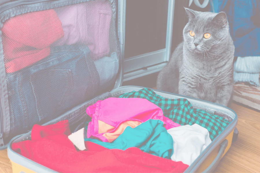 CAT-FRIENDLY HOTELS - UK STAYCATIONS