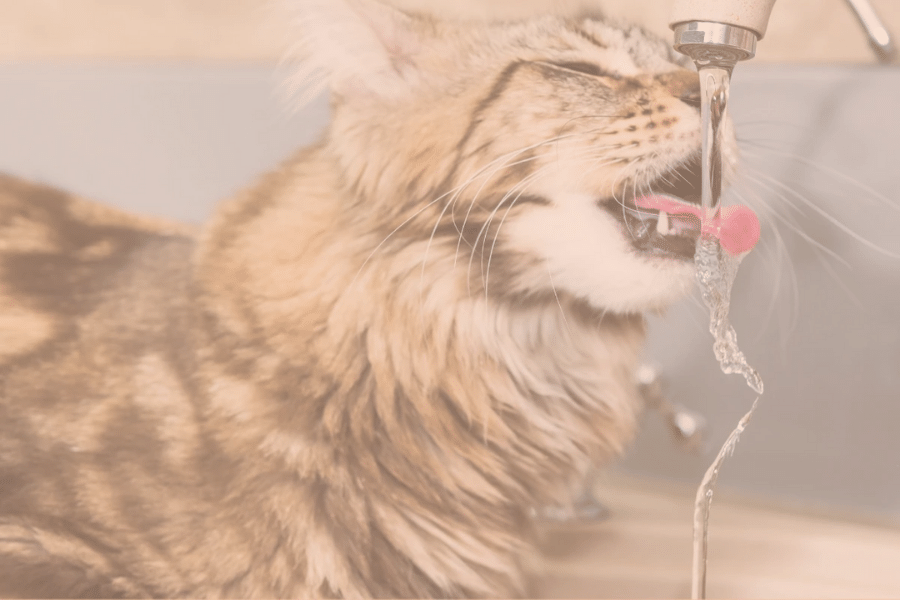 Keeping Your Cat Cool During Hot Weather