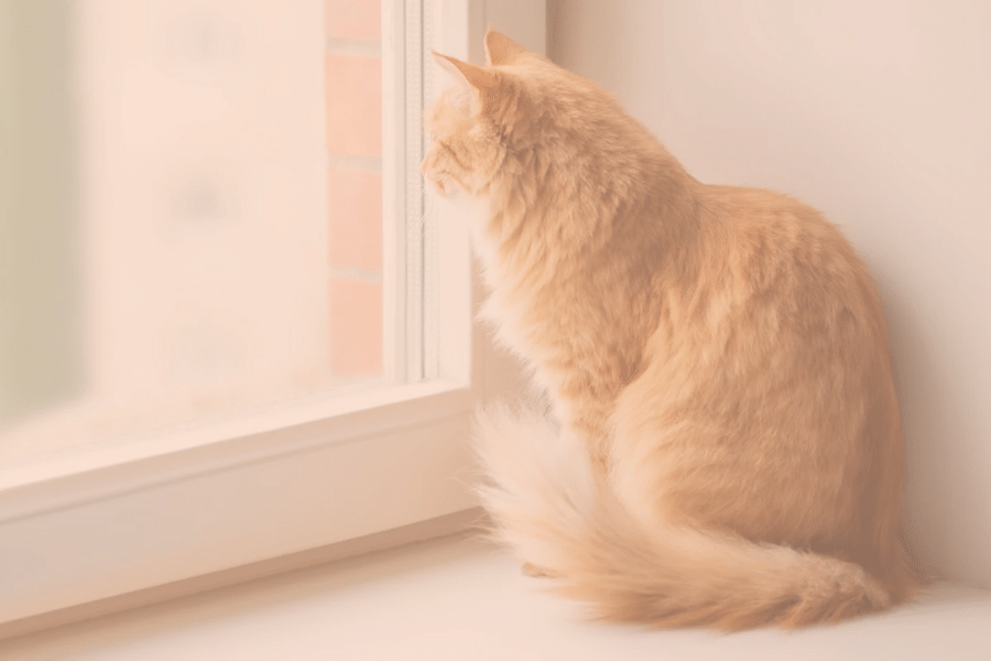 3 Steps for leaving cats home alone
