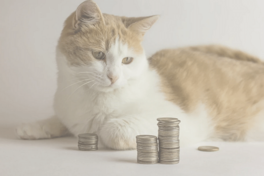 THE REAL COST OF CAT LITTER