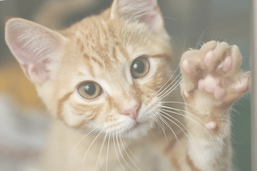 PAWS FOR THOUGHT: 5 paw-some facts about cat's feet