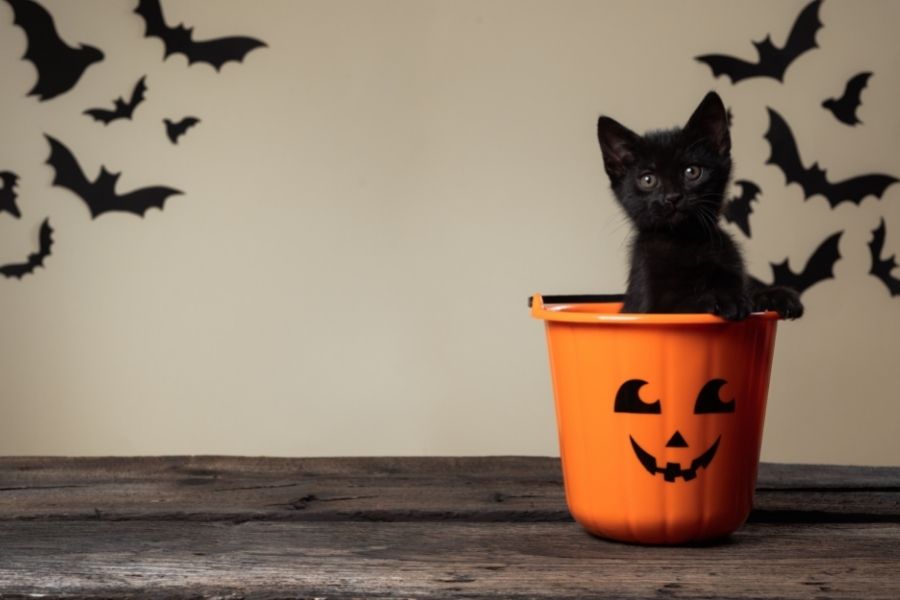 Happy Halloween! See our top rated spooky films featuring feline stars