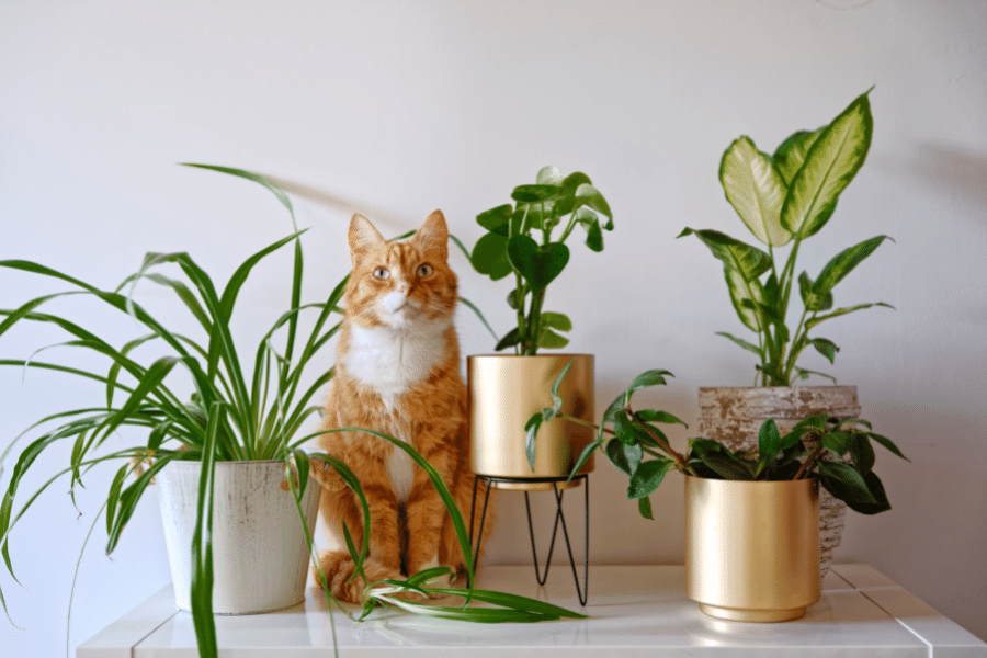 How to cat proof your home