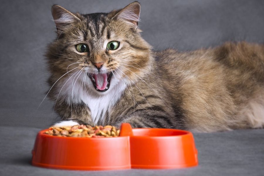 What’s the best diet for my cat and how often should they eat?