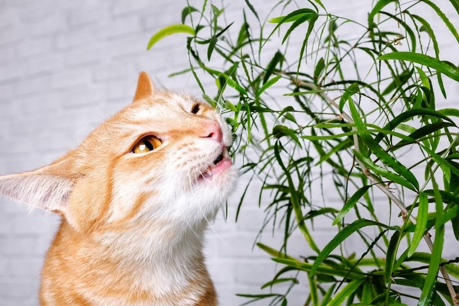 Which houseplants are poisonous to cats?
