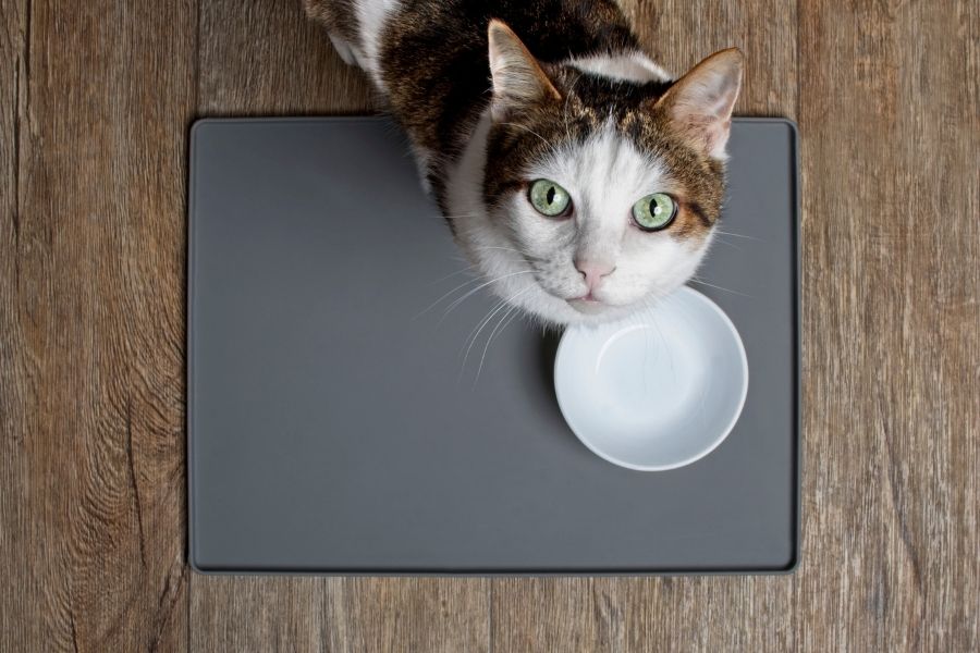 Ever considered an insect based diet for your cat?  Here’s why you should and how you can