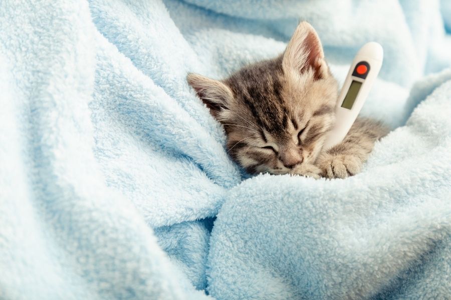 Can cats get flu? How to care for your cat in the colder months