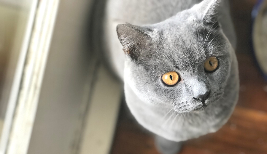 The History of the British Shorthair