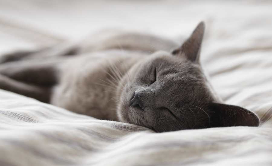 What does it mean if you dream about cats?