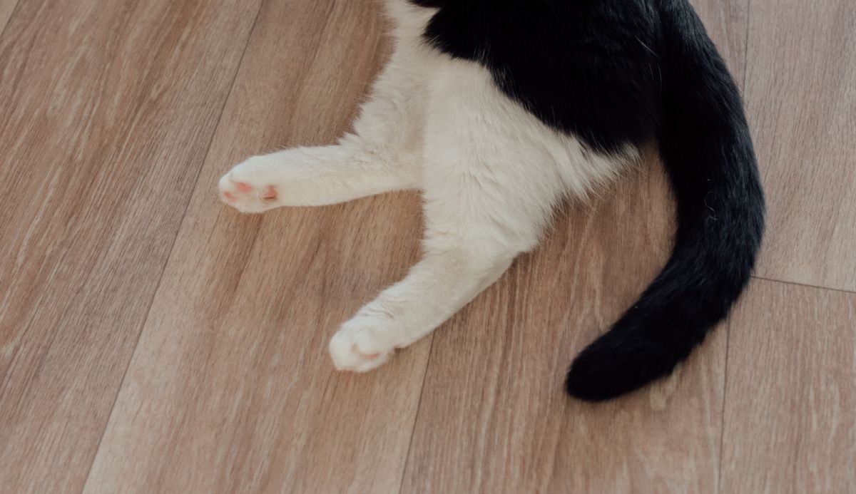 What your cat's tail is telling you