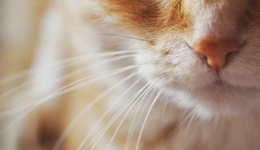 6 Facts About Cats’ Whiskers