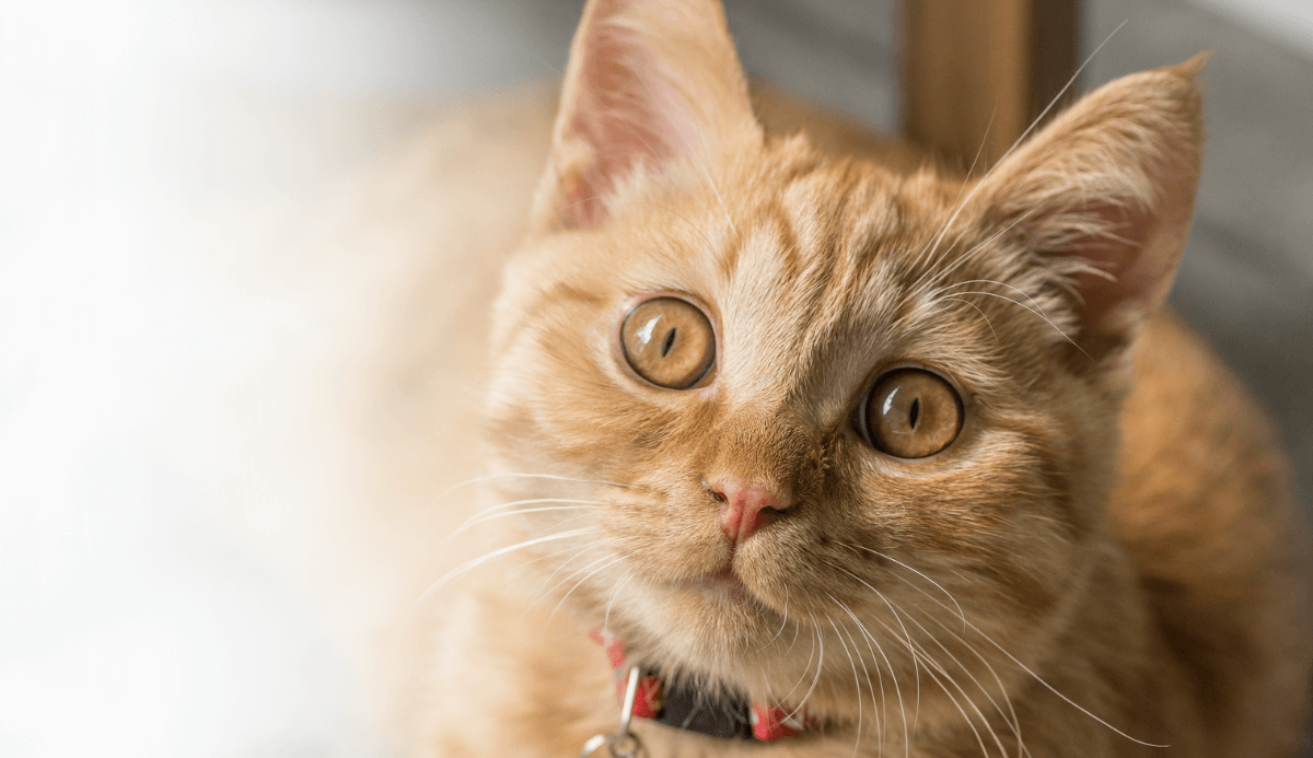 What do your cat's sounds really mean?