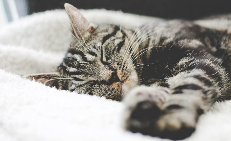 Do cats dream when they sleep?